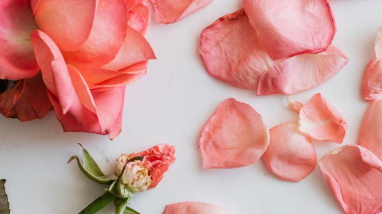 Support Survivors of Domestic Abuse