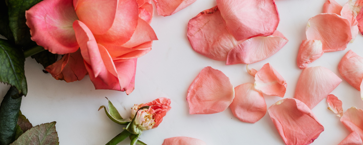 Support Survivors of Domestic Abuse