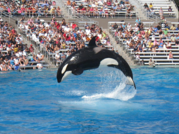 Oldest Orca Miami Seaquarium