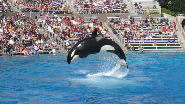 Oldest Orca Miami Seaquarium