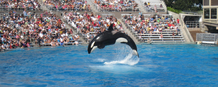 Oldest Orca Miami Seaquarium