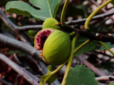 Fig tree and fruit
