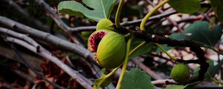Fig tree and fruit