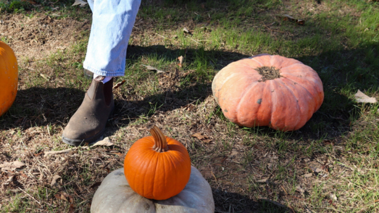 Ablaze Fall Activity Guide